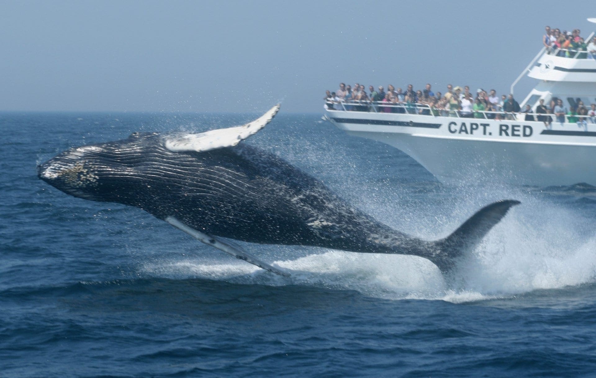 Croisière d'observation des baleines depuis Boston