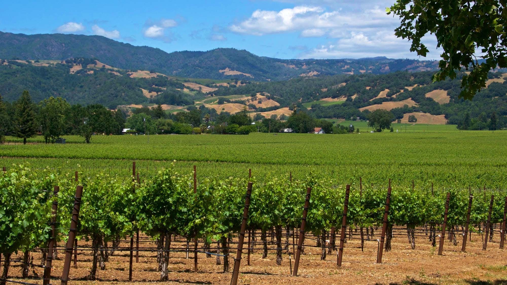 Découverte de la Sonoma Valley depuis San Francisco