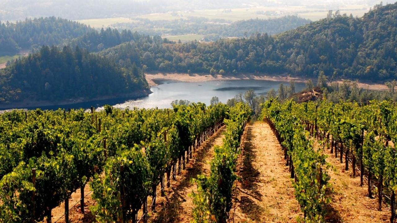 Journée dans les Vignobles de Californie depuis San Francisco