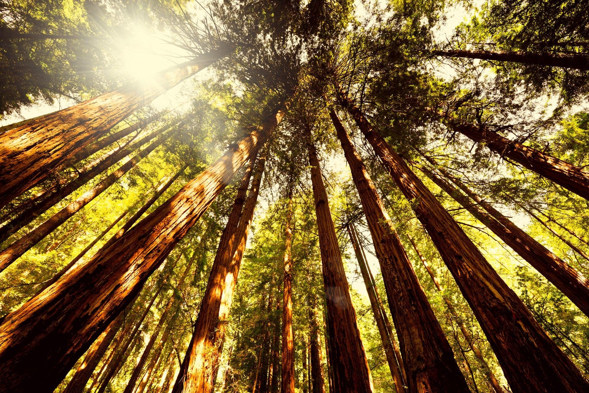 Visite de Muir Woods & Sausalito - Privatif