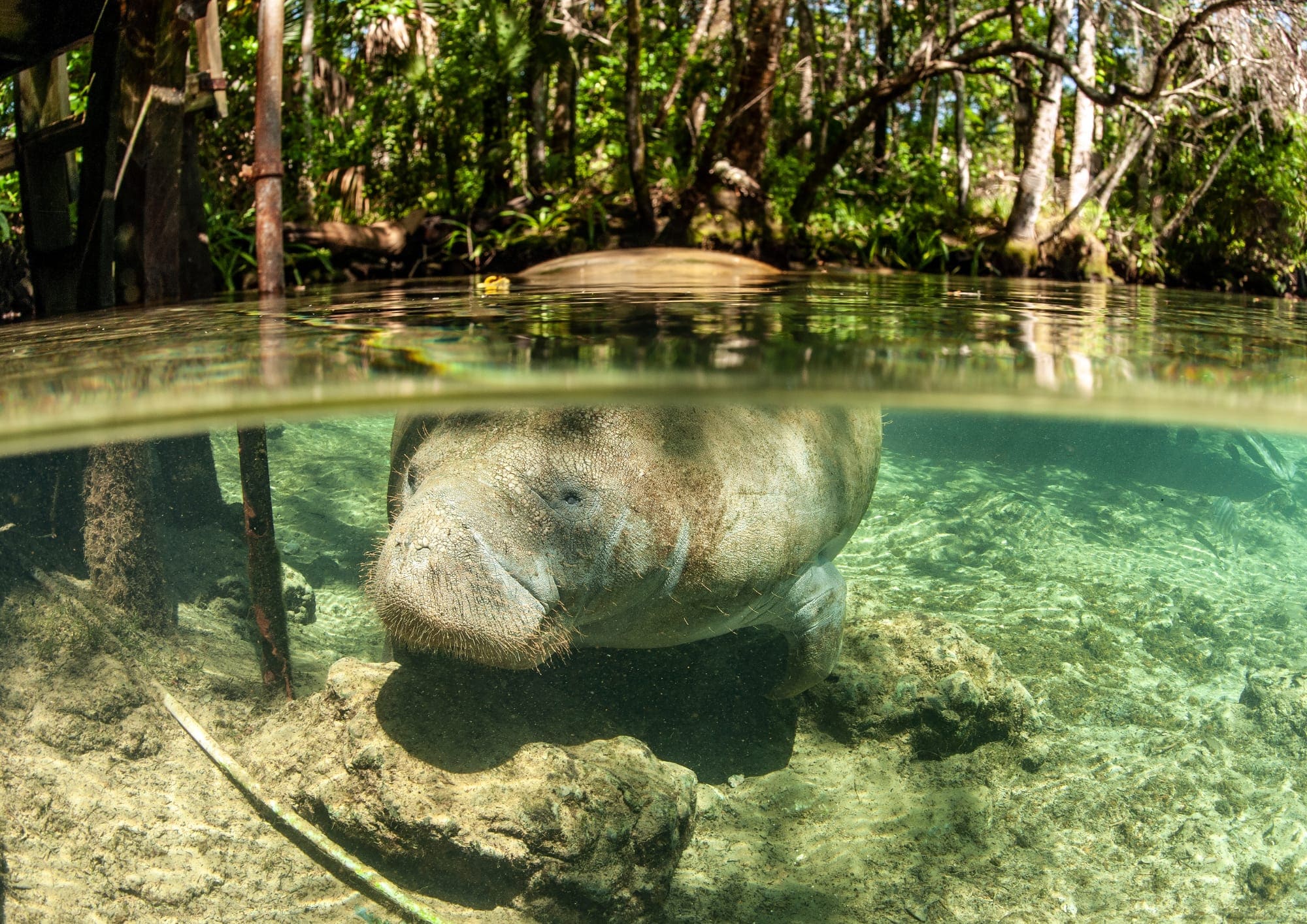 Snorkeling et Nage avec les Lamantins - COLLECTIF