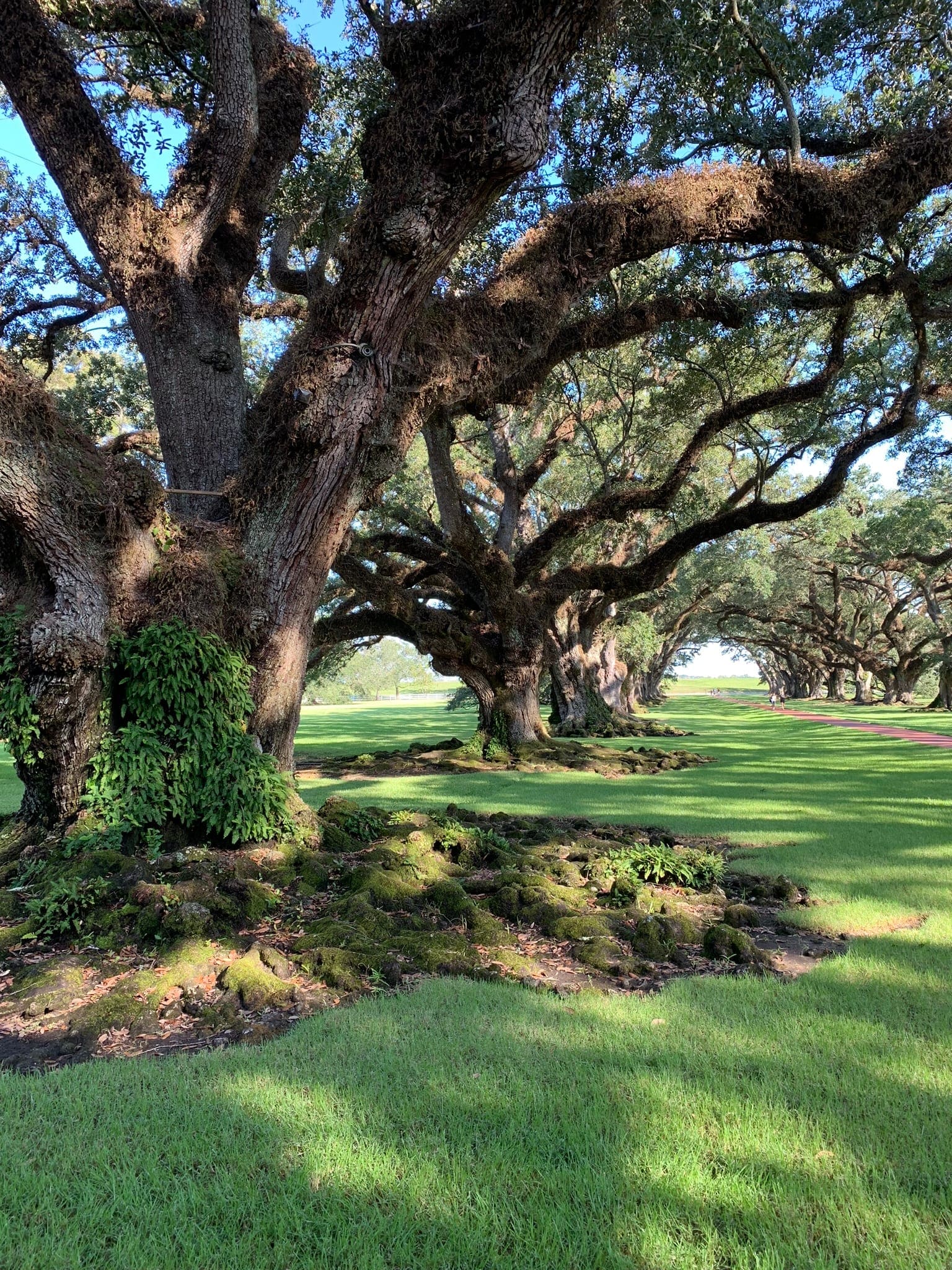 Visite de la Plantation Oak Alley