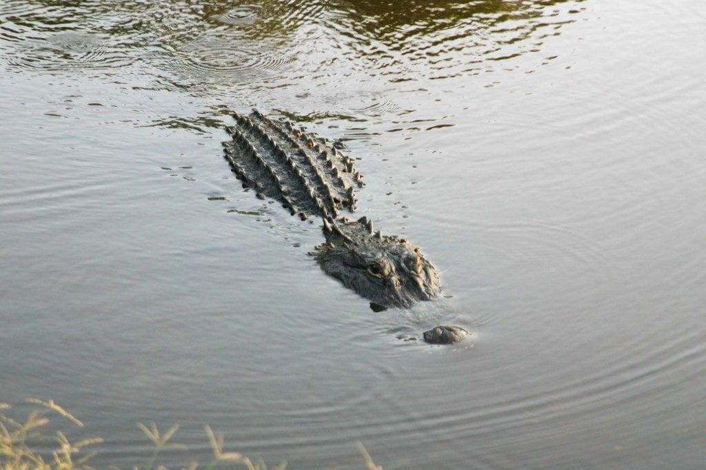 Découverte des Bayous en Airboat