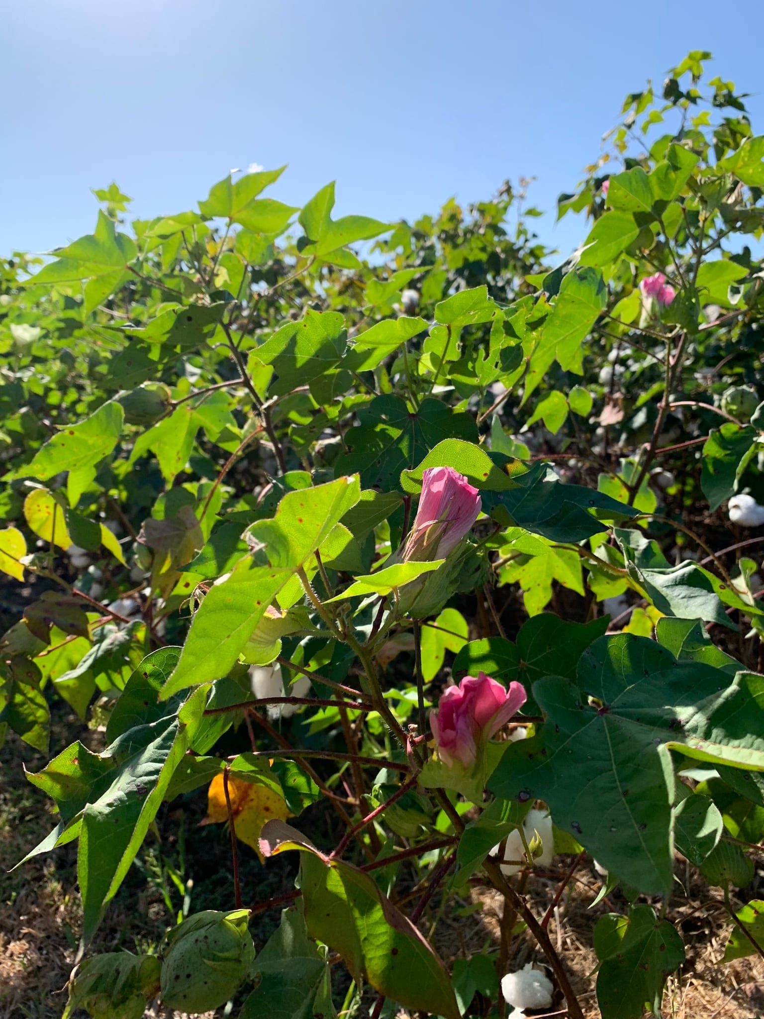 Visite de la Plantation de Coton Frogmore