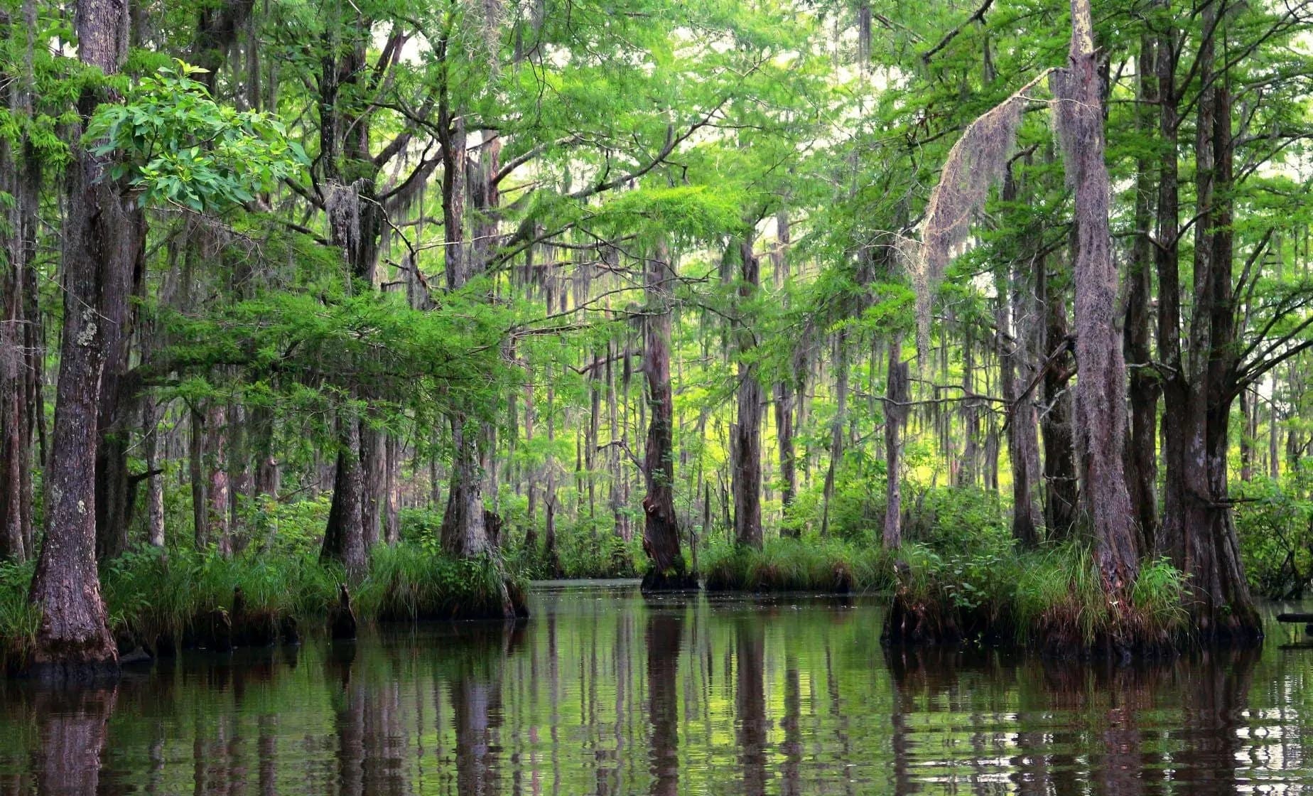 Tour de Bayou Et Oak Alley Plantation Depuis New Orleans