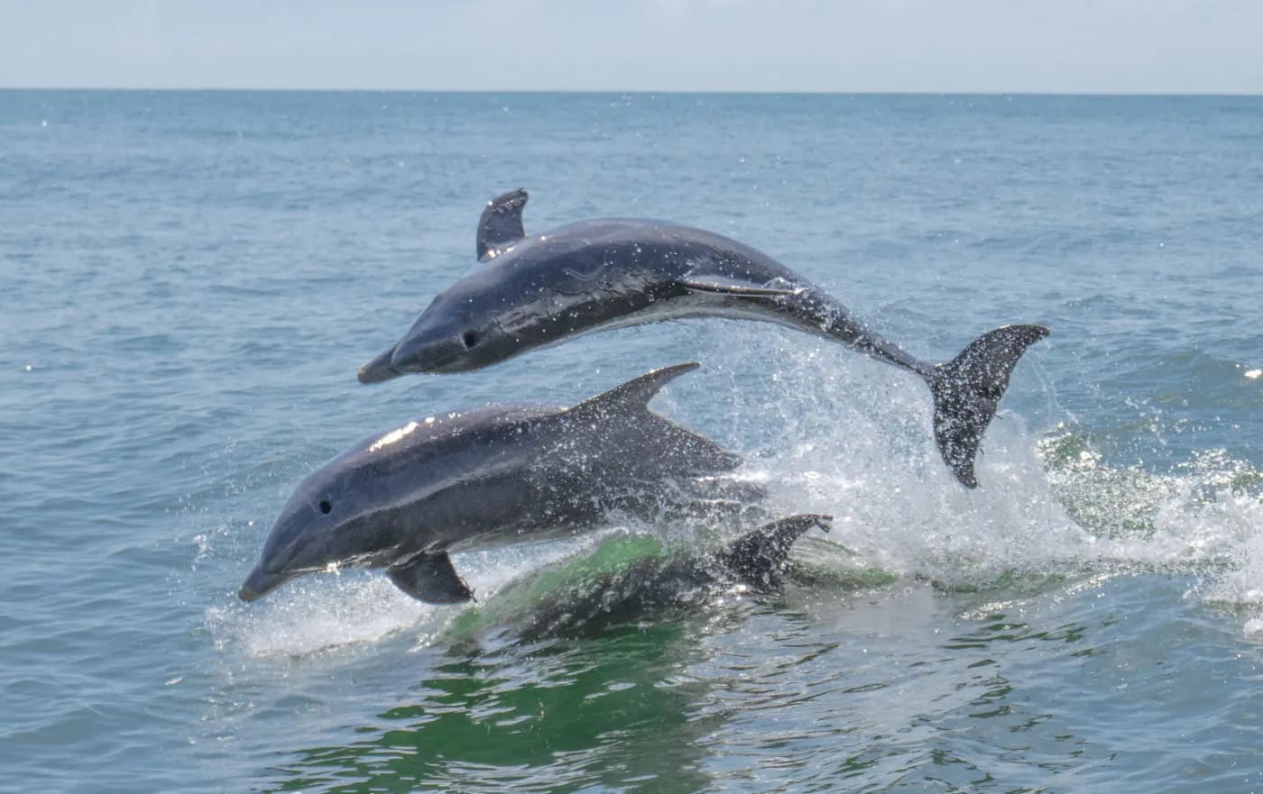 Croisière Aux Dauphins Virginia Beach